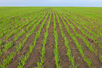Green sprouts of wheat seedlings in agricultural field 
