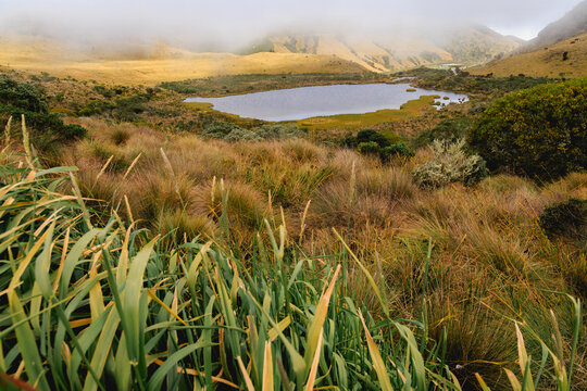 Vista de primer plano de pastos andinos de p&aacute;ramo y frailejones en el Parque Nacional Natural Los Nevados, Colombia. Alta monta&ntilde;a, ecosistema &uacute;nico. Niebla cubriendo colinas y laguna en la distancia. 