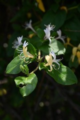 Japanese honeysuckle (Lonicera japonica). Caprifoliaceae evergreen vine. Fragrant white flowers bloom in early summer, and the berries ripen to a glossy black in fall.