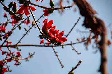 Red Silk Cotton flower _ Bombax Ceiba _ Shimul ful _ Ahmed Opu Photography 52