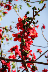 Red Silk Cotton flower _ Bombax Ceiba _ Shimul ful _ Ahmed Opu Photography 60