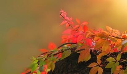 Red autumn leaves on natural background with copy space