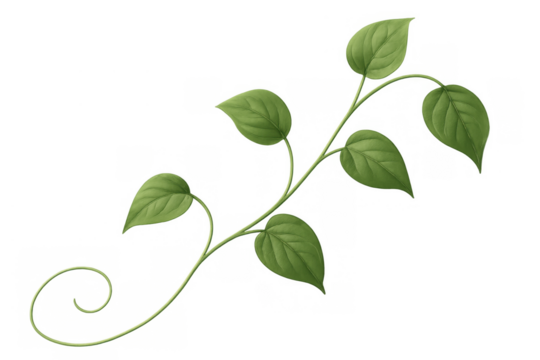 Green climbing vine growing with fresh leaves and a curling tendril. Botanical element on transparent background