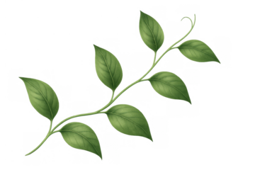 Green vine branch with fresh leaves, showing natural growth, biology, and eco-friendly concepts. Transparent background