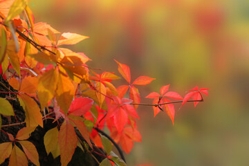 Red autumn leaves on natural background with bokeh