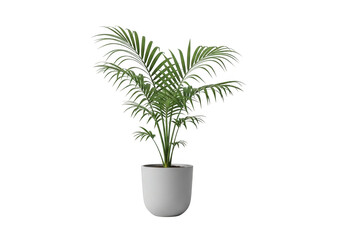 Fototapeta premium Green areca palm plant in a white pot isolated on transparent background