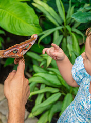 Child holds a butterfly on their hand. Coscinocera hercules. Selective focus.