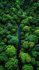 A winding asphalt road cutting through dense green tropical forest from an aerial view