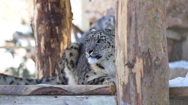 Snow leopard rests on wooden platform calmly observing snowy landscape. Majestic predator stretches gently while cold wind brushes thick fur
