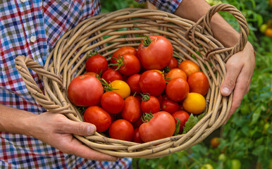 Male farmer harvests tomatoes in the garden. Selective focus.