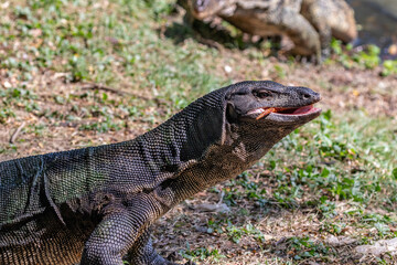 Asian Water Monitor lizard (Varanus salvator) in Lumphini Park, downtown Bangkok. Mouth open, in the process of eating a piece of meat.
