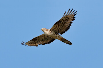European honey buzzard in flight