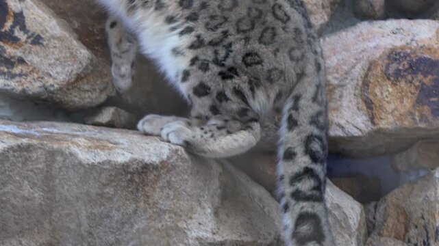 Agile snow leopard leaps across rugged stones swinging massive powerful tail. Wild cat shows fearless energetic strength in winter reserve