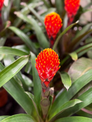 Obraz premium Blooming Red Vriesea Flaming Sword Bromeliad exotic flower close up, floral wallpaper background