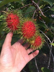 Hand Holding Ripe Rambutan Fruit