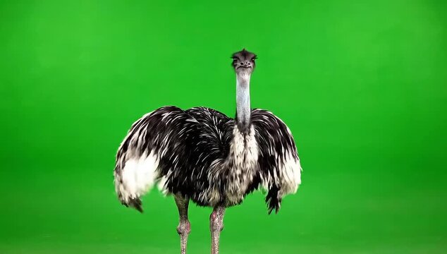 Majestic emu struts confidently across vibrant green screen backdrop, perfect for wildlife documentaries or creative compositing projects