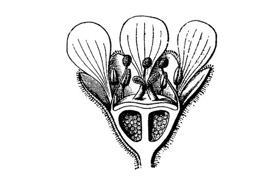 Longitudinal section of a saxifraga flower showing detailed botanical structure, old vintage illustration, 1897