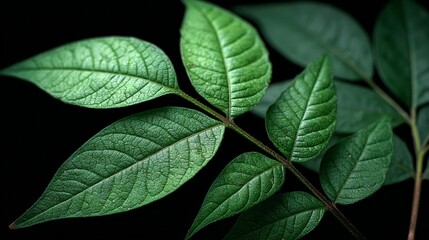 Closeup of vibrant green leaves on a plant branch against black background.