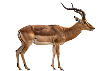 impala antelope isolated on white © Abid Ali