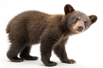 A fluffy little brown bear cub with curious eyes © Abid Ali