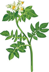 Flowering potato plant in botanical illustration style isolated on white background	