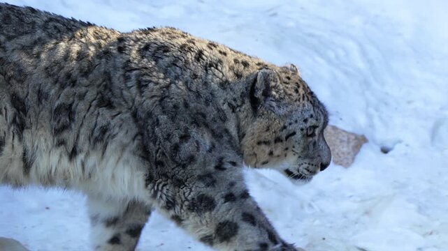 Snow leopard steps across snowy surface moving toward metal enclosure. Powerful paws press softly into powder creating delicate prints
