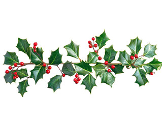 Fototapeta premium Fresh Christmas Holly Berry Garland Sprig Isolated PNG