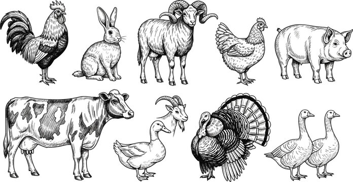 Vintage Engraving Style Vector Set of Farm and Domestic Animals, Including Rooster, Rabbit, Ram, Pig, Cow, Chicken, Turkey, and Goose, Ideal for Butchery and Agriculture Graphics