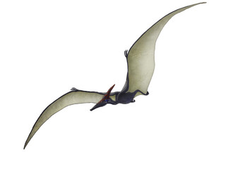 Illustration of a Pteranodon soaring through the sky against a white background © Abel