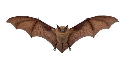 Brown bat flying isolated PNG on transparent background, nocturnal mammal with wings spread for...