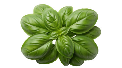 Fresh green basil leaves isolated PNG, aromatic herb for cooking and culinary use on transparent background, healthy ingredient