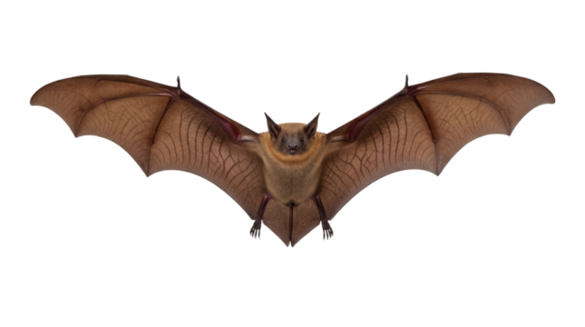 Brown bat flying isolated PNG on transparent background, nocturnal mammal with wings spread for Halloween and wildlife concepts