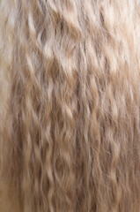Blond hair close-up as a background. Women's long blonde hair. Beautifully styled wavy shiny curls. Hair coloring. Hairdressing procedures, extension.