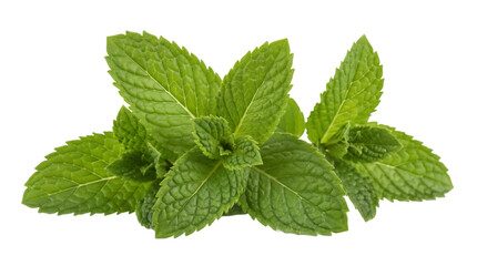 Fresh green mint leaves isolated PNG, aromatic herb for culinary use and flavoring beverages on transparent background