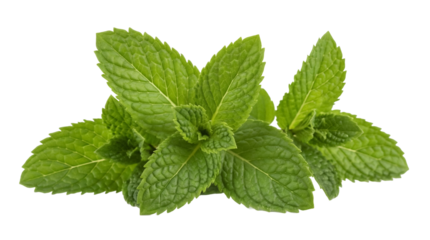 Fresh green mint leaves isolated PNG, aromatic herb for culinary use and flavoring beverages on transparent background