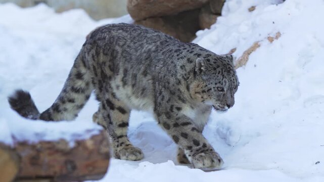 Snow leopard steps softly across deep glittering snow with strong confident paws. Animal moves through frosty sanctuary with quiet power