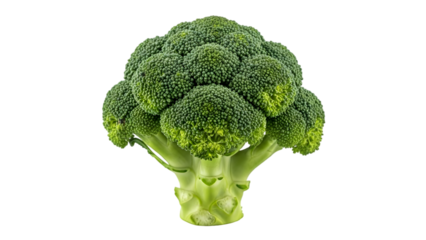 fresh broccoli head, isolated on white background