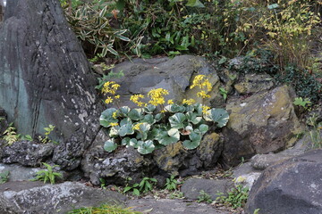 保土谷の青蓮寺。池の畔に咲くツワブキ。