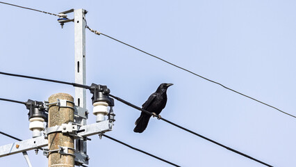 Obraz premium Black raven sitting on electricity witre inf ront of blue sky