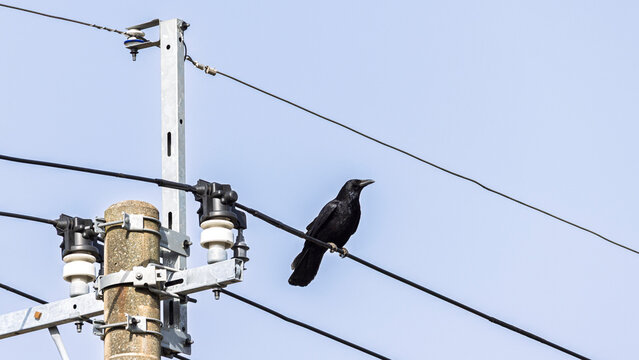 Black raven sitting on electricity witre inf ront of blue sky