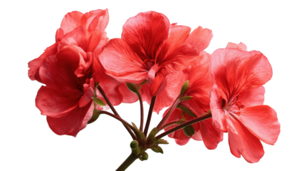 Close-up of vibrant red geranium blossoms