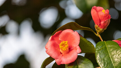 Close up of red flower Camelia Japonica or Japanese Camelia with copy space