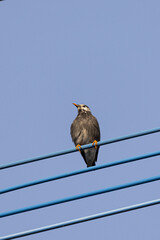 One white-cheeked starling or grey starling (Spodiopsar cineraceus) sitting on wire in front of blue sky