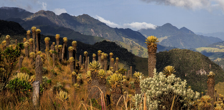 Vista panor&aacute;mica del P&aacute;ramo Andino: Campo denso de Frailejones (Espeletia) en primer plano con valles y monta&ntilde;as verdes en el fondo, Parque Nacional Natural Los Nevados, Colombia. Biodiversidad y pais