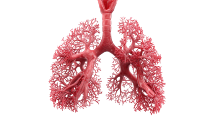 3D rendered image of the human lungs