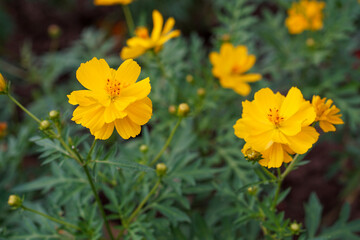 Close-up image of a vibrant yellow cosmos flower.