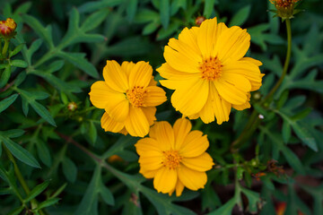 Close-up image of a vibrant yellow cosmos flower.