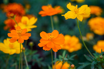 A close-up photo of a colorful cosmos flower garden taken in the cool autumn weather at a park