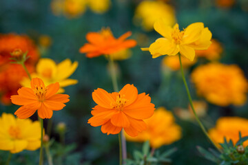 A close-up photo of a colorful cosmos flower garden taken in the cool autumn weather at a park