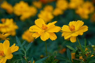 Close-up image of a vibrant yellow cosmos flower.